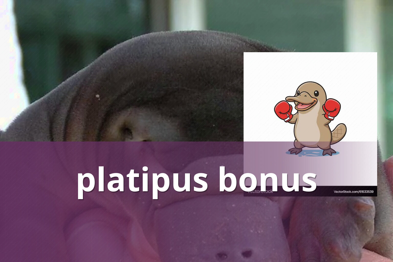 platipus bonus - gaming_brand