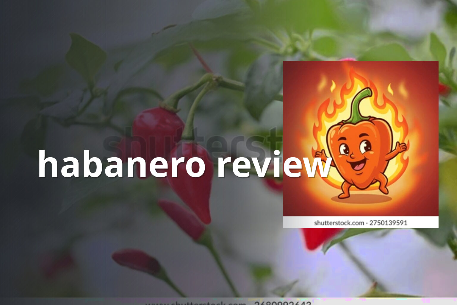 habanero review - gaming_brand
