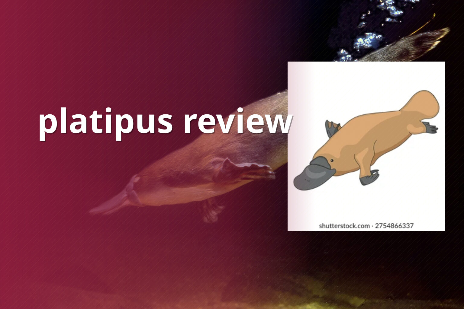 platipus review - gaming_brand