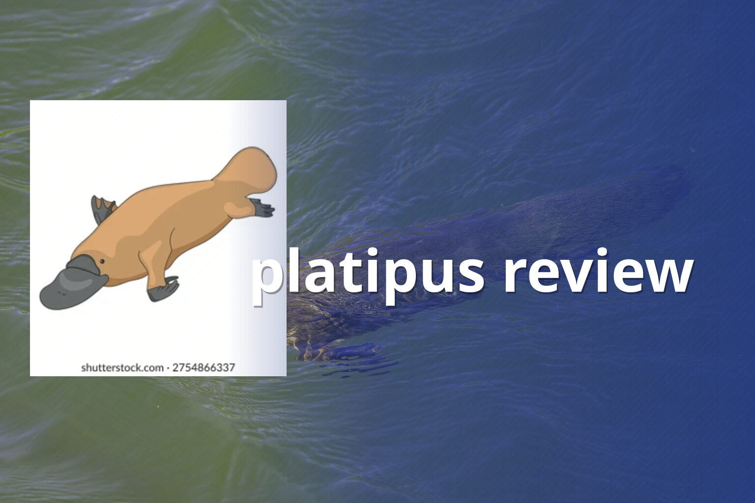 platipus review - gaming_brand