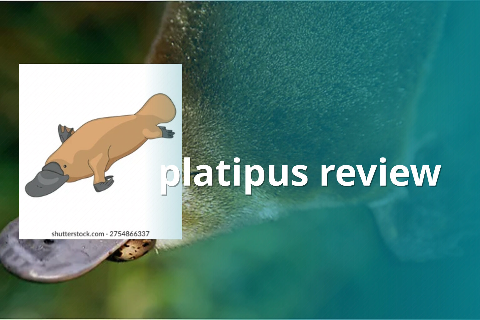 platipus review - gaming_brand